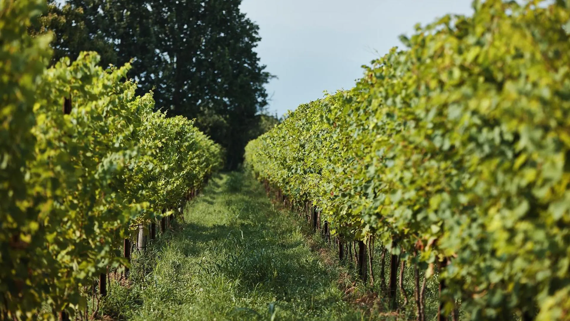 Agriturismo Zappare Farm Hotel Trevignano 0*,  Italien